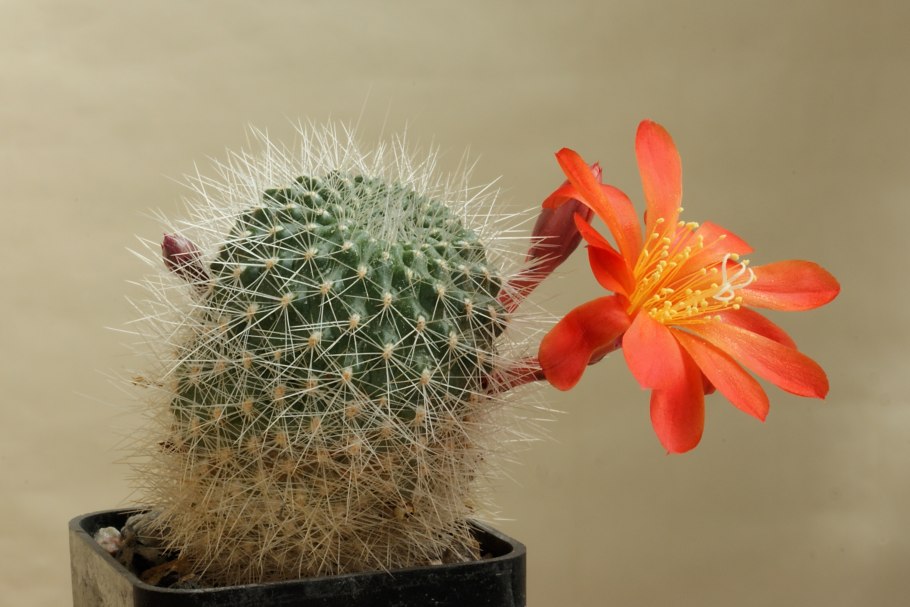 Ребуция senilis