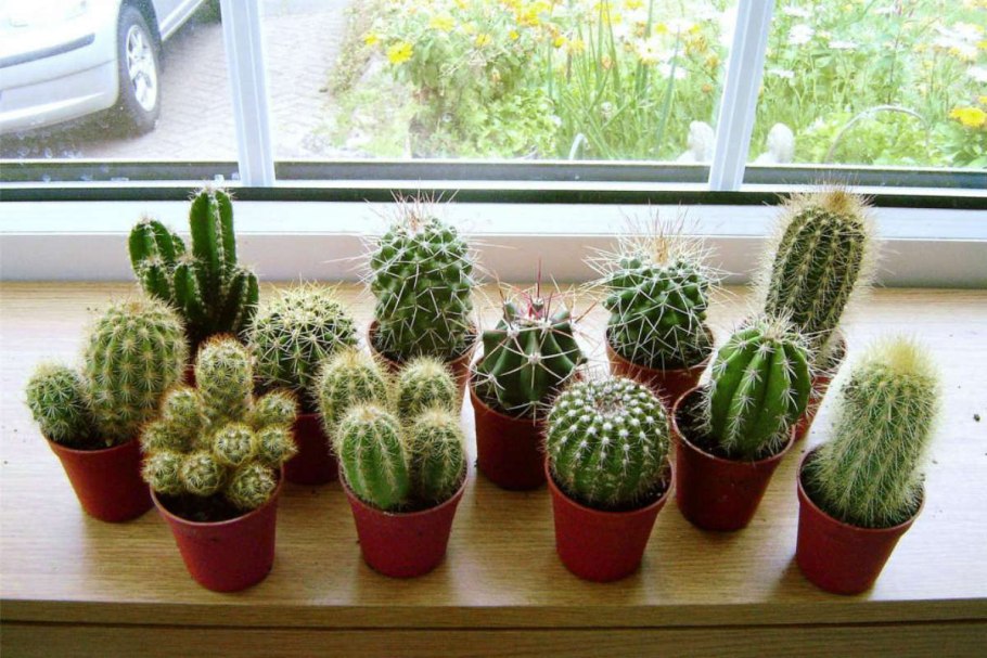 Кактус опунция мини