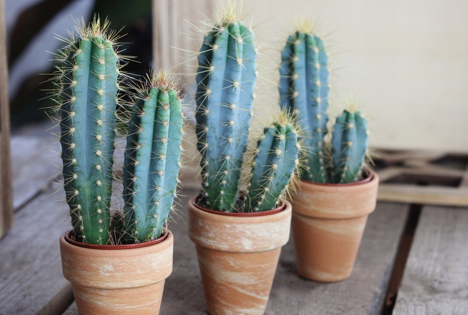 Кактус Pilosocereus голубой