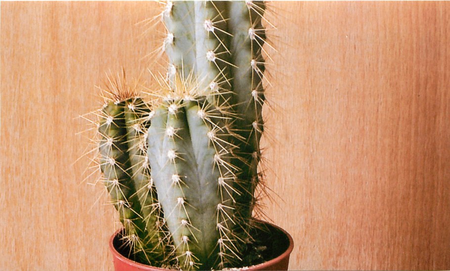 Кактус суккулент Трихоцереус