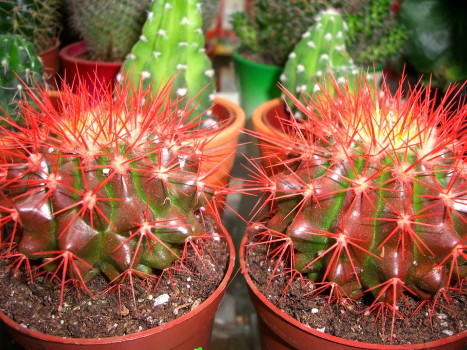 Мексиканский Кактус домашний