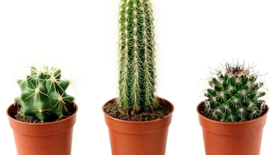 Кактус микс д9