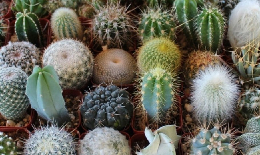 Notocactus globularis