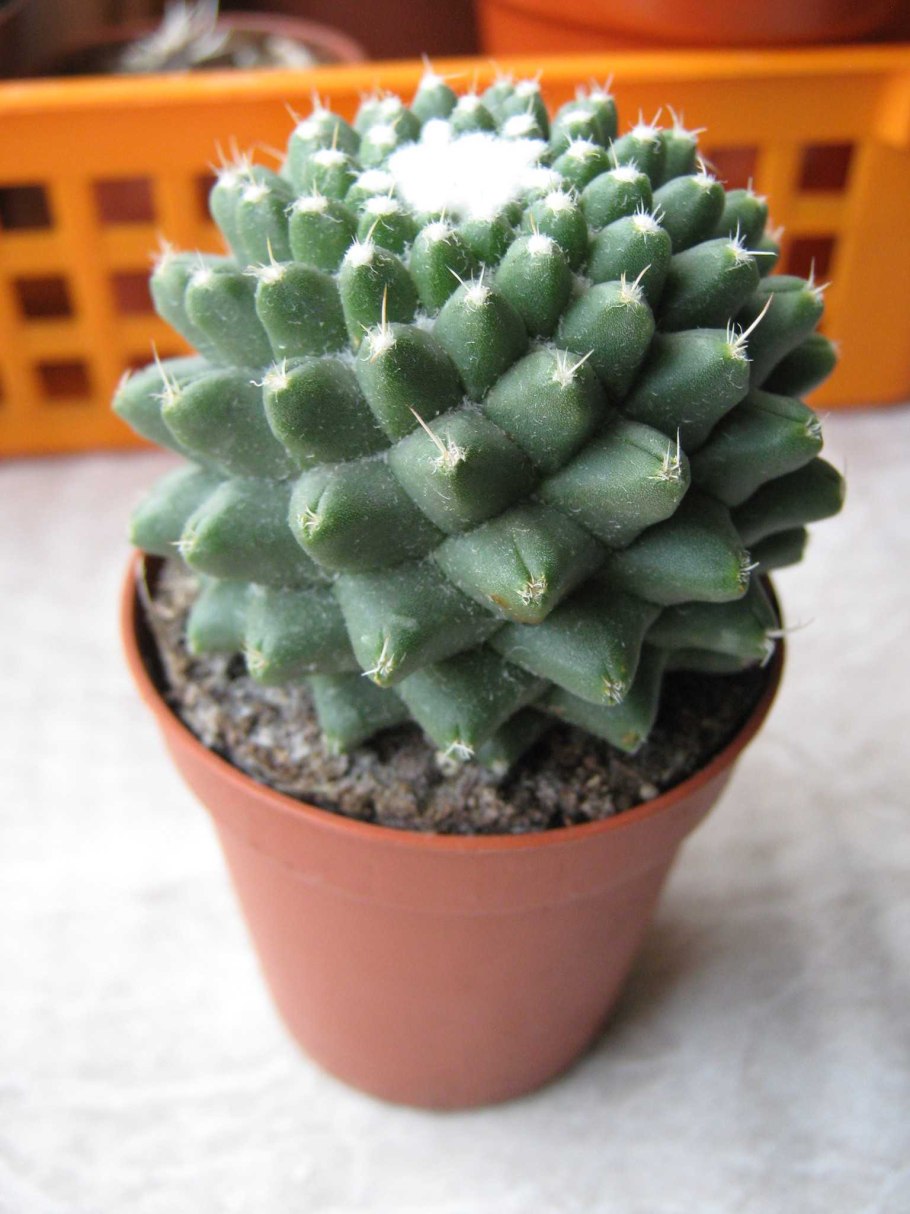 Маммиллярия столбовидная