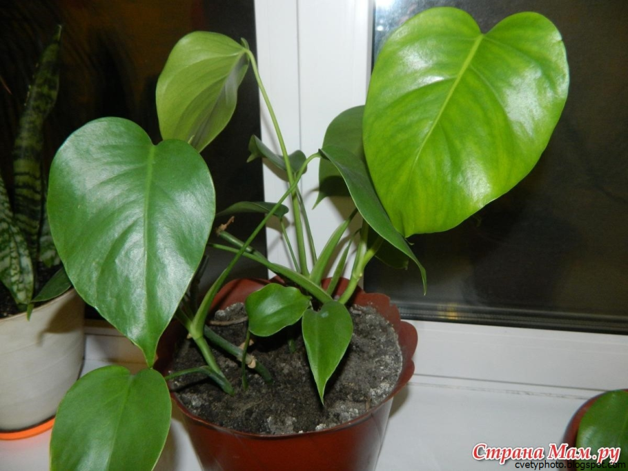 Монстера костерианум