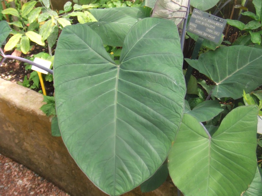 Colocasia esculenta l. Schott