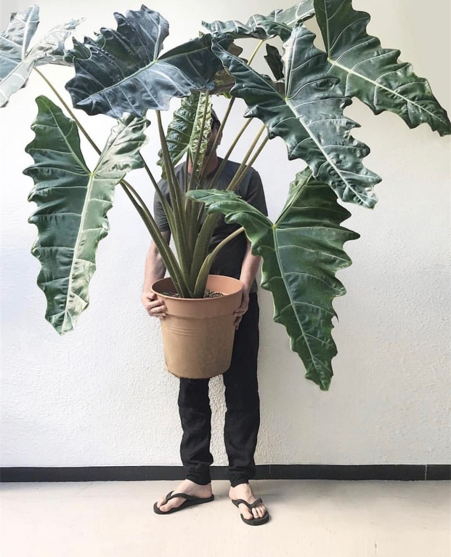 Алоказия Полли цветет