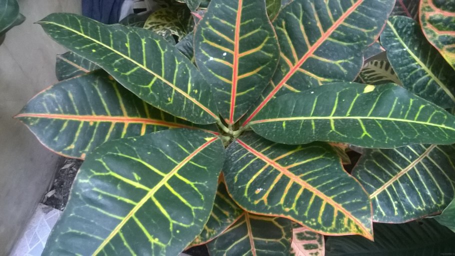 Комнатные растения большие листья