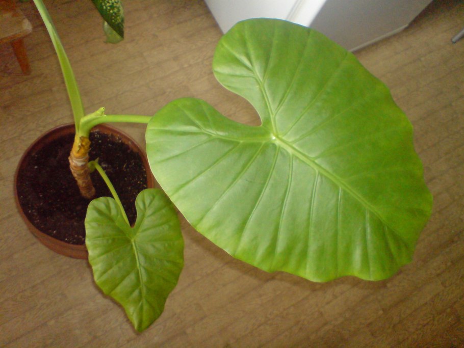 Алоказия Лиана