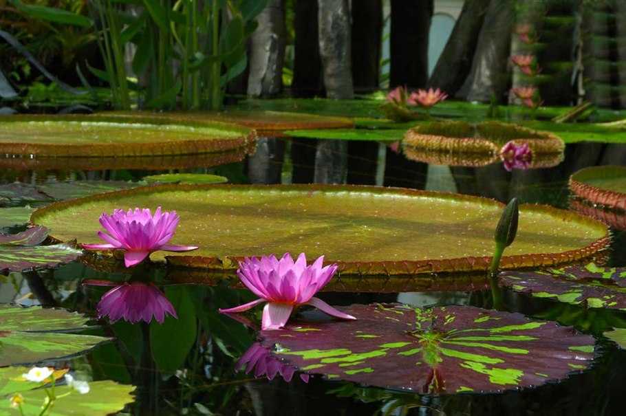 Виктория Амазонская