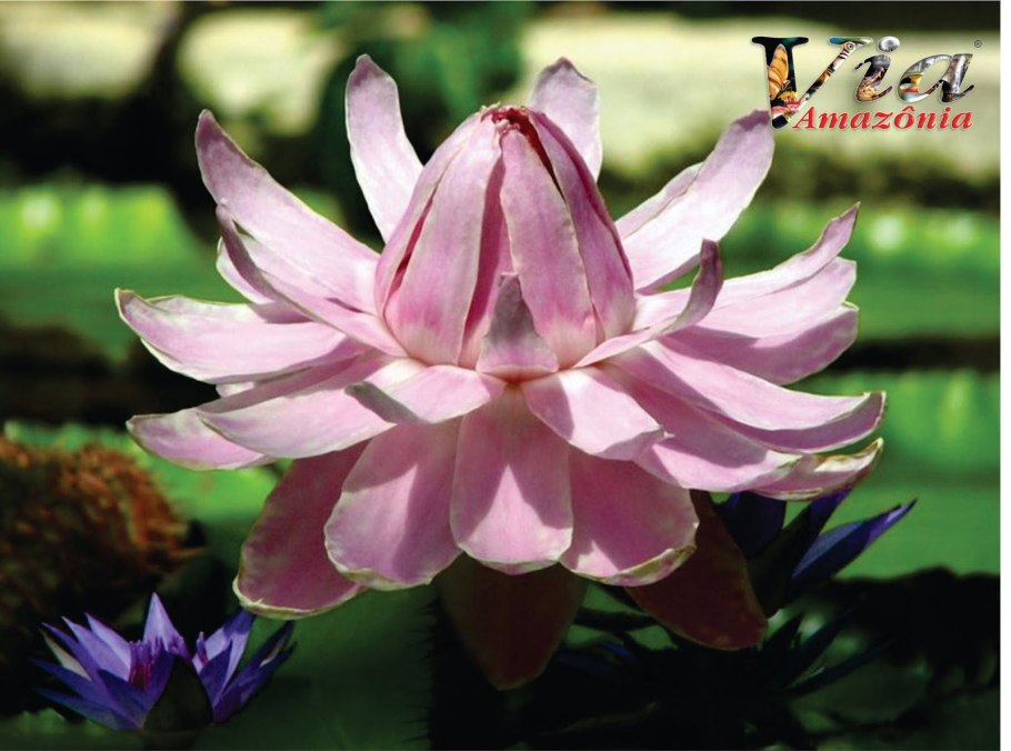 В Аптекарском огороде гигантская Виктория Амазония