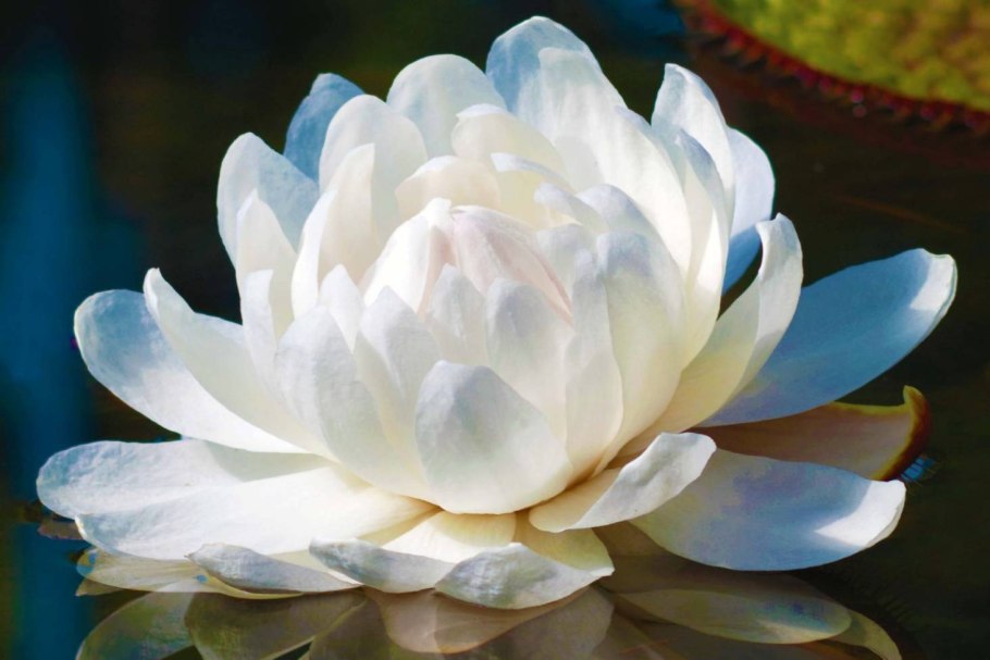 Кувшинка Виктория-Регия