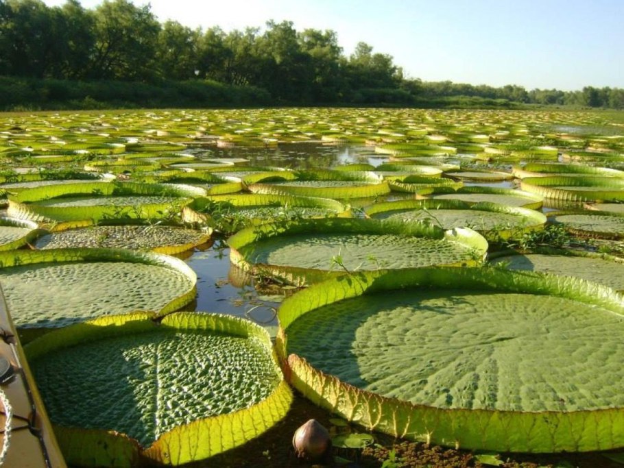 Семена Виктории регии