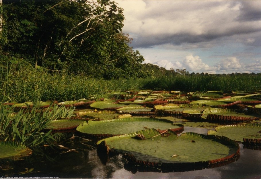 Виктория Регия в Южной Америке