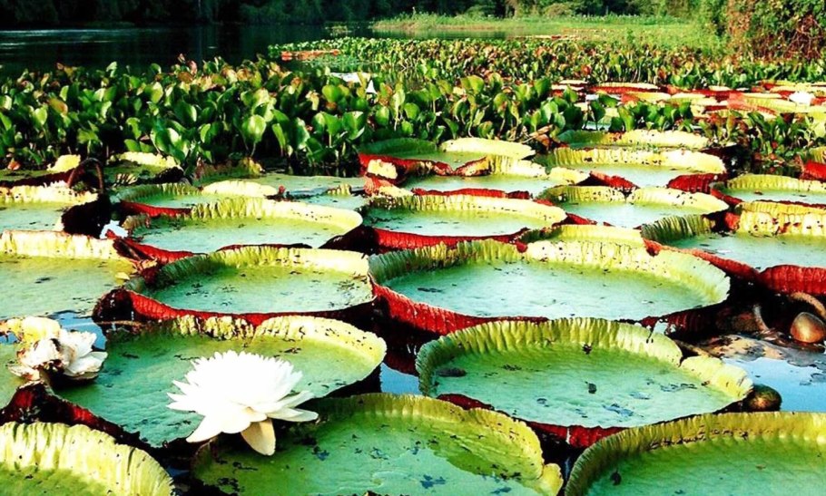 Гигантская кувшинка Виктория-Регия