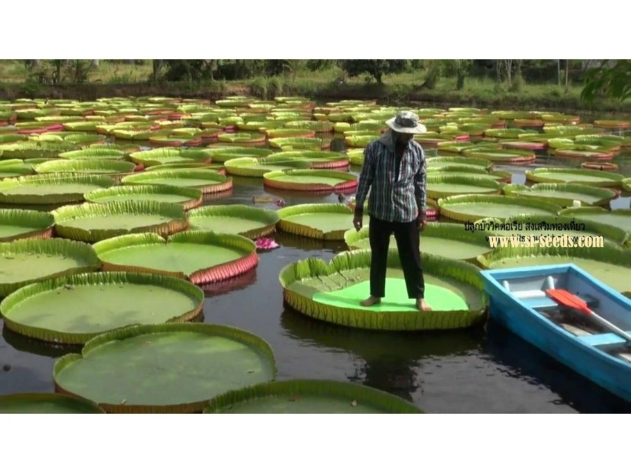 Лотос амазонский