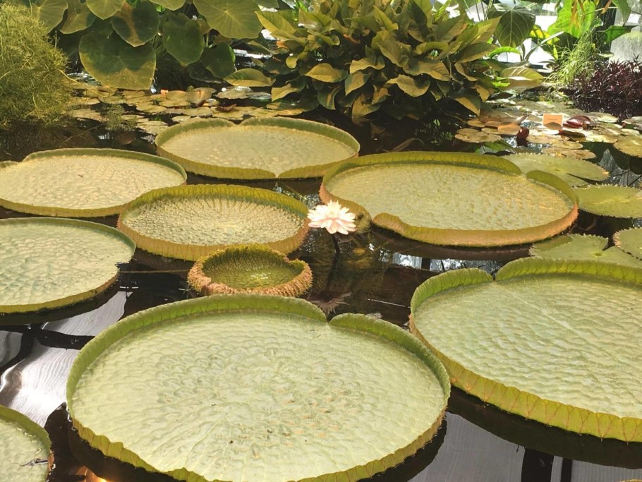 Виктория Амазонская Тайланд