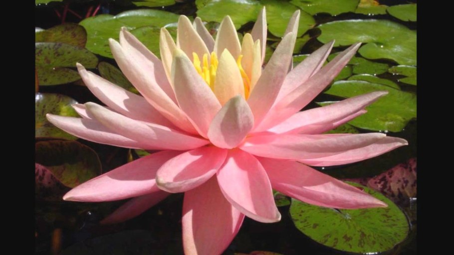 Кувшинка Виктория Амазонская