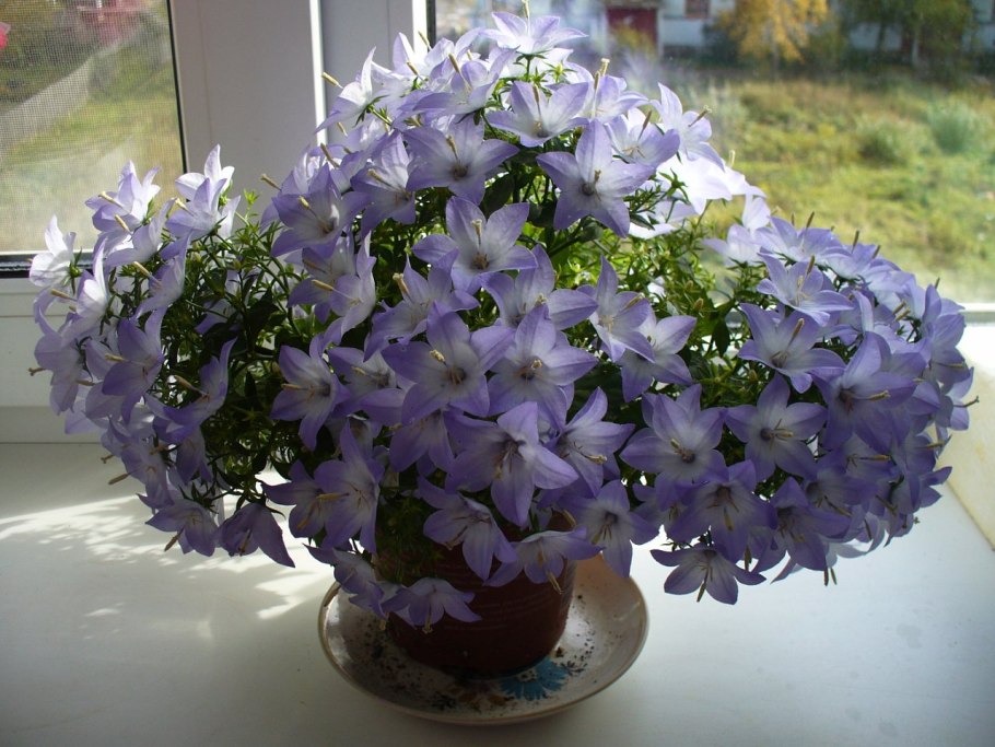 Кампанула жених Чирилло