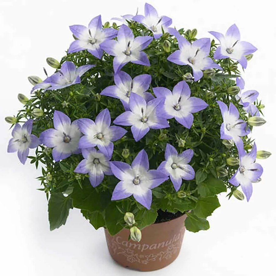 Кампанула жених и невеста