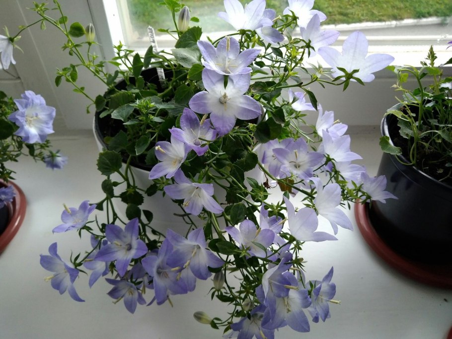 Фуксия цветок бонсай