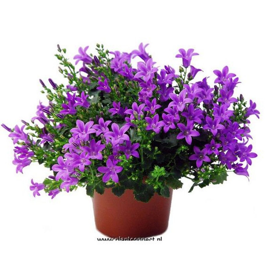 Комнатный цветок колокольчик глоксиния