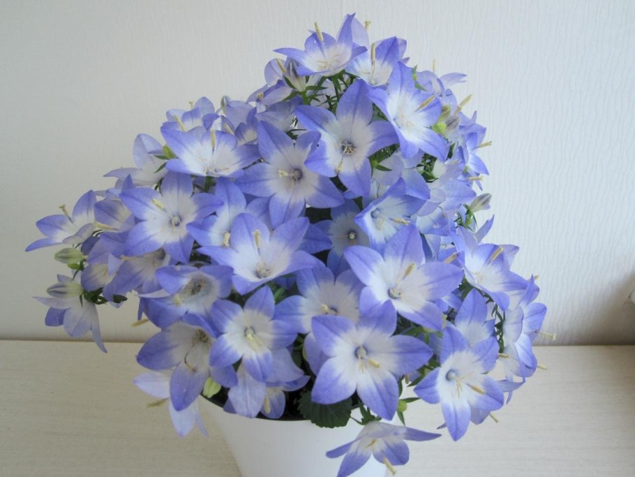 Кампанула с актиноморфными цветками