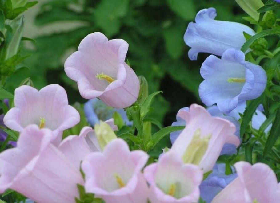 Цветок Кампанула невеста