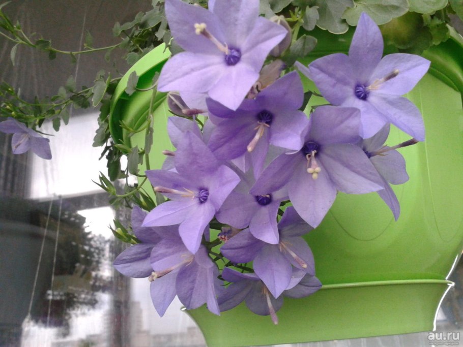 Кампанула биколор