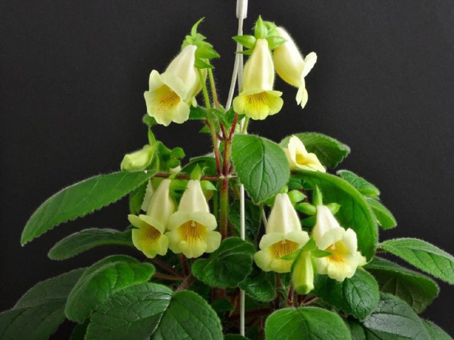 Кампанула жених и невеста