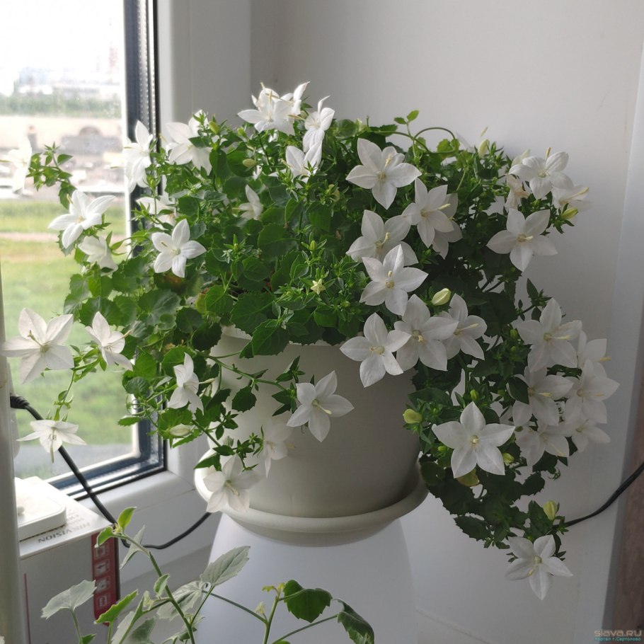 Родина кампанулы