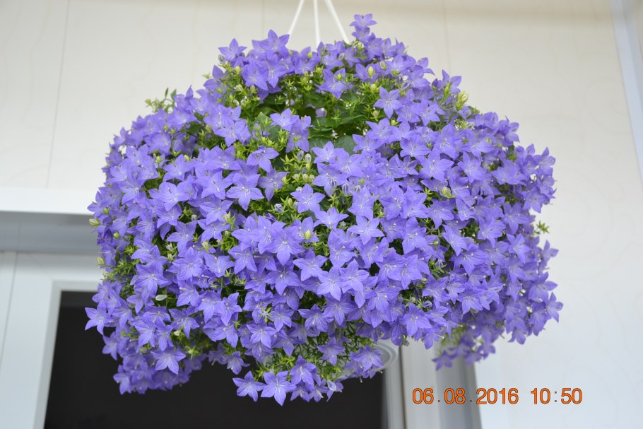 Кампанула Кампанула Ирис