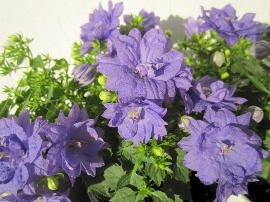 Кампанула дублин блю