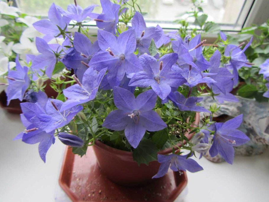 Кампанула пурпурная