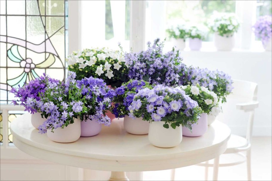 Цветок Кампанула невеста