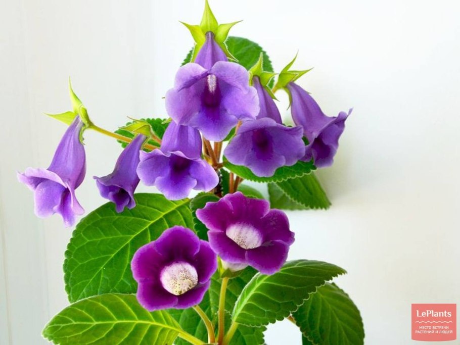 Глоксиния Тидея синяя