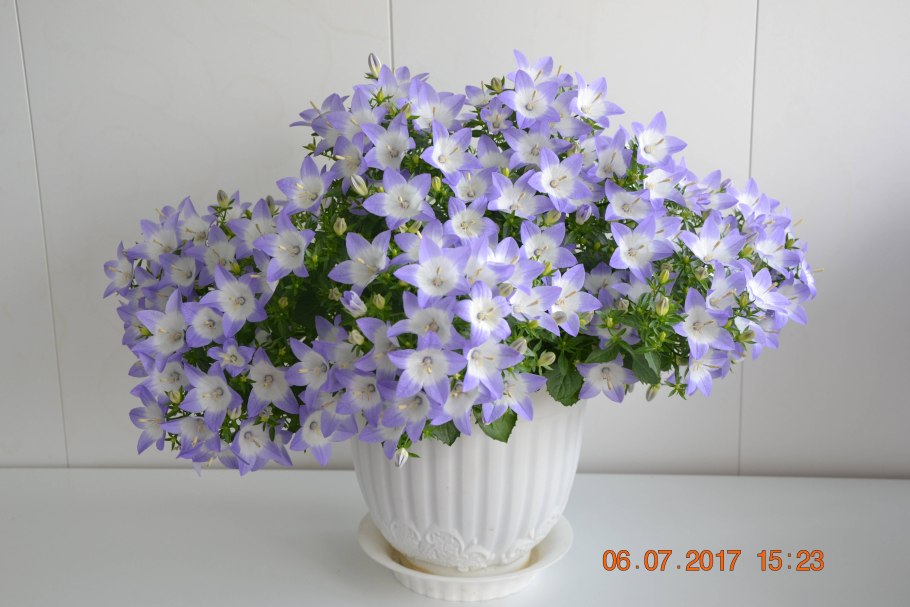 Кампанула ампельная