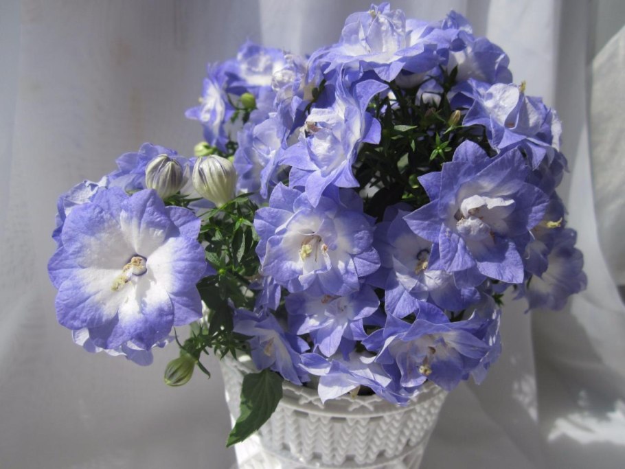 Колокольчик, растения из семейства колокольчиковых