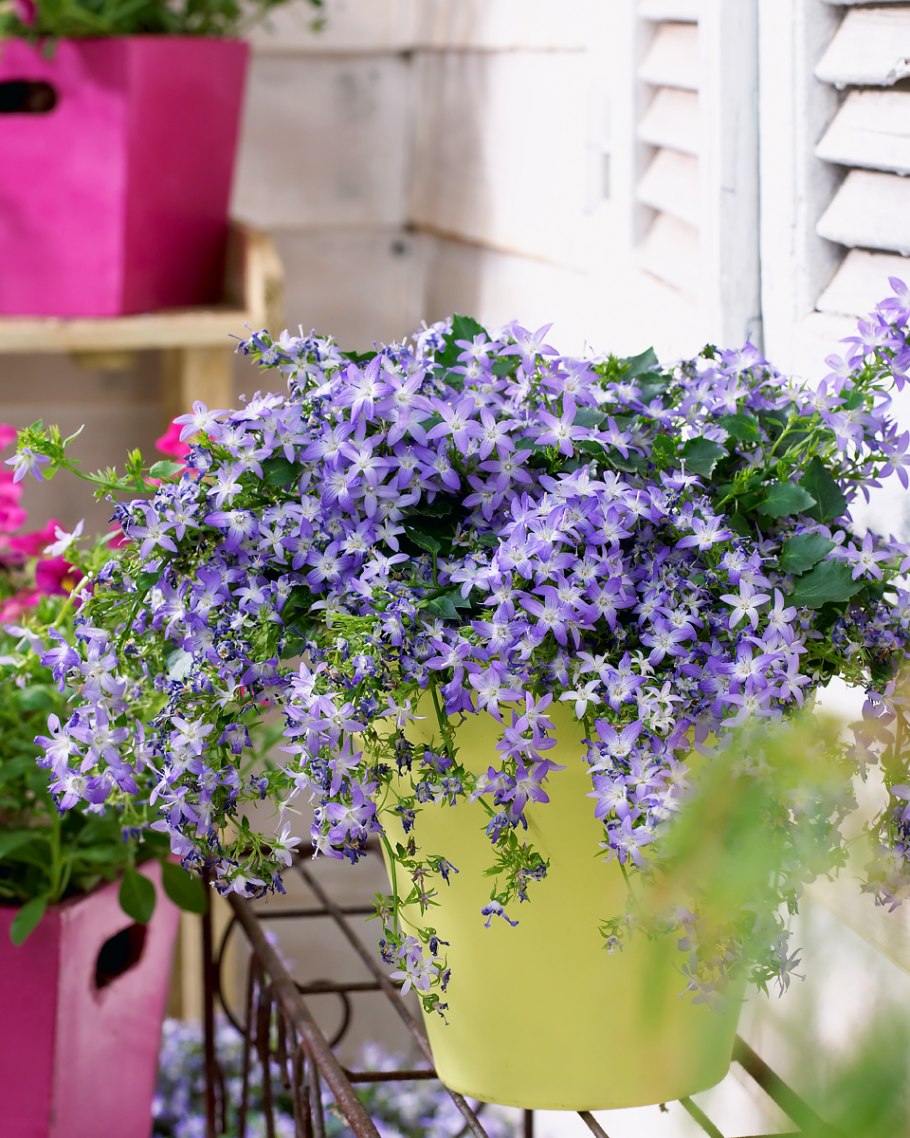 Кампанула в горшке