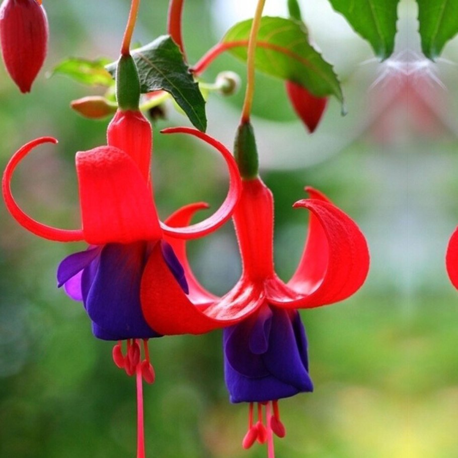 Кампанула в горшке