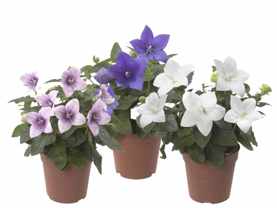 Кампанула Вандер Блю