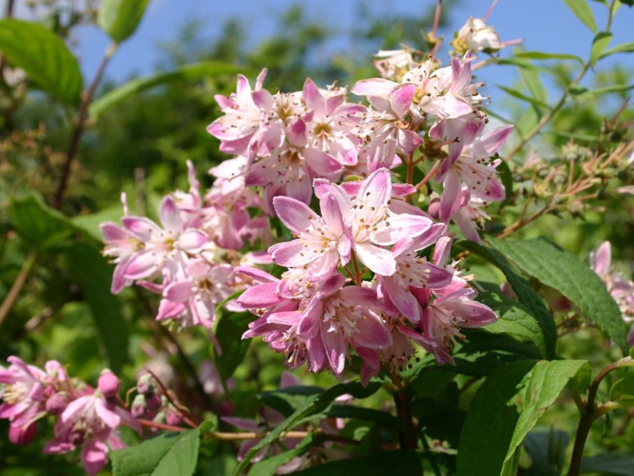 Дейция Распберри Сандей