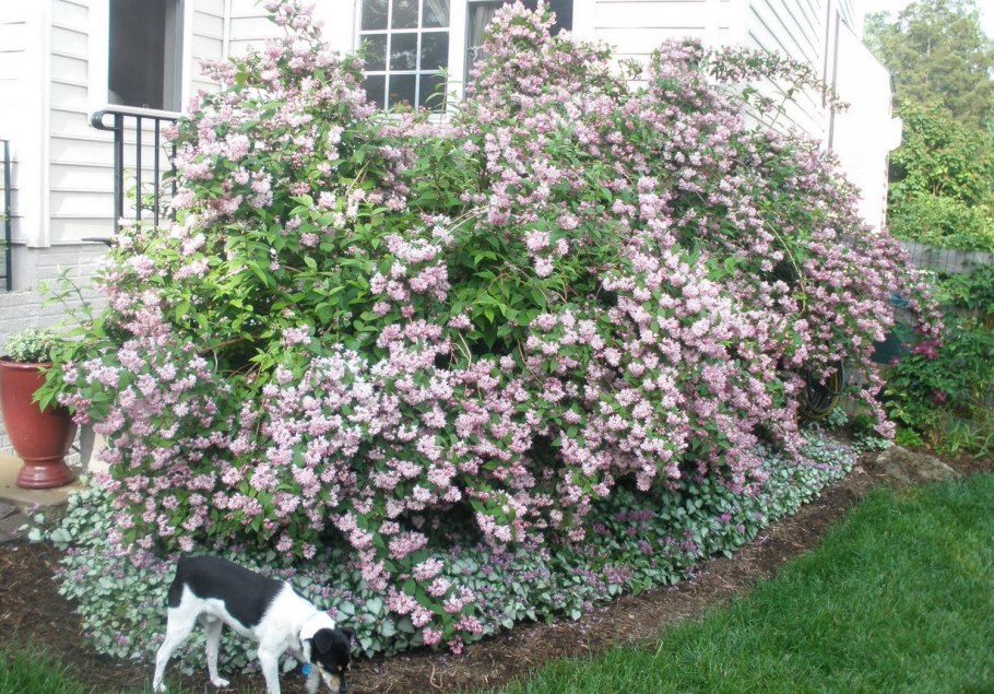 Дейция гибридная монт Розе