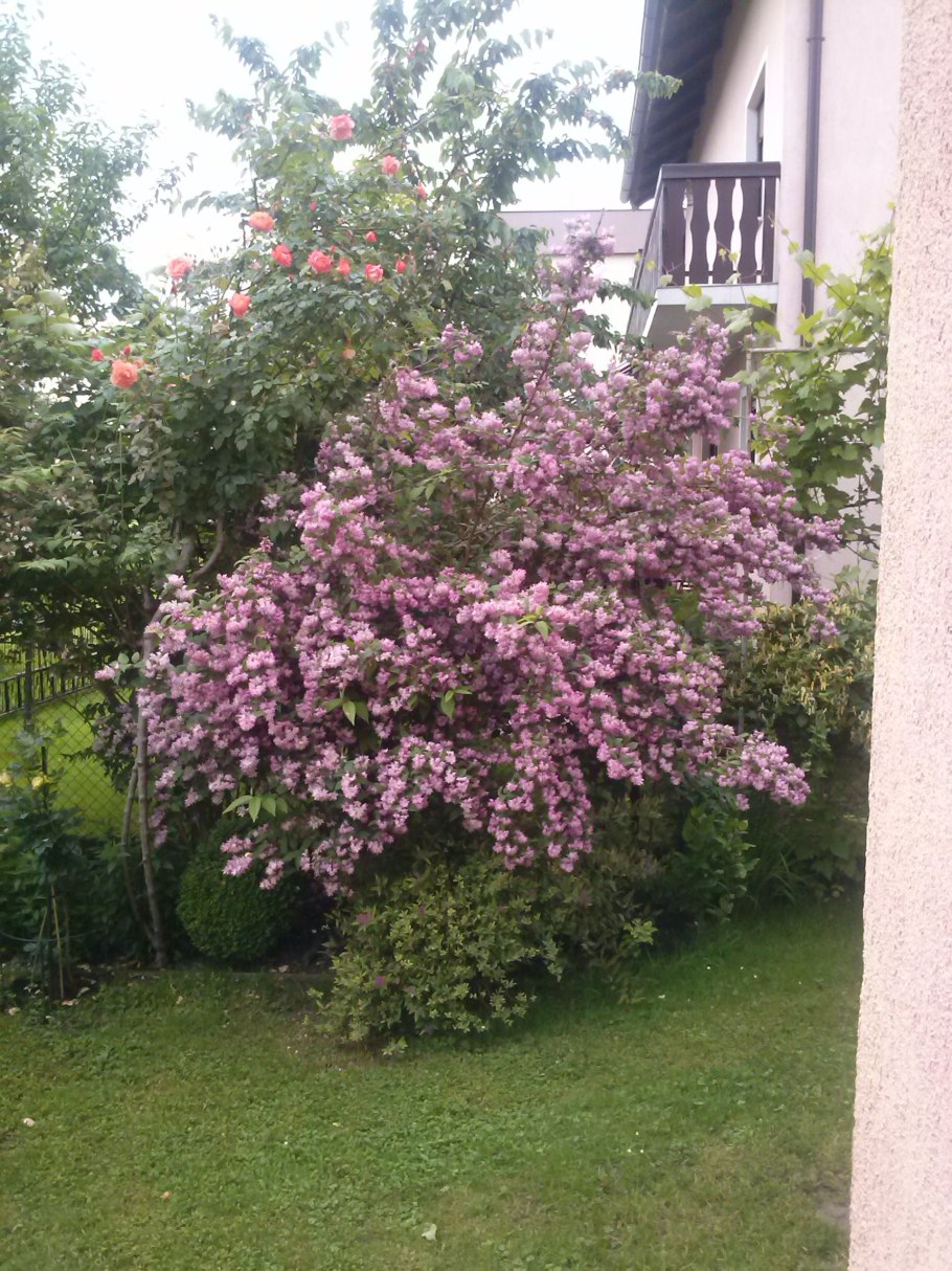 Дейция гибридная Строберри Филдс