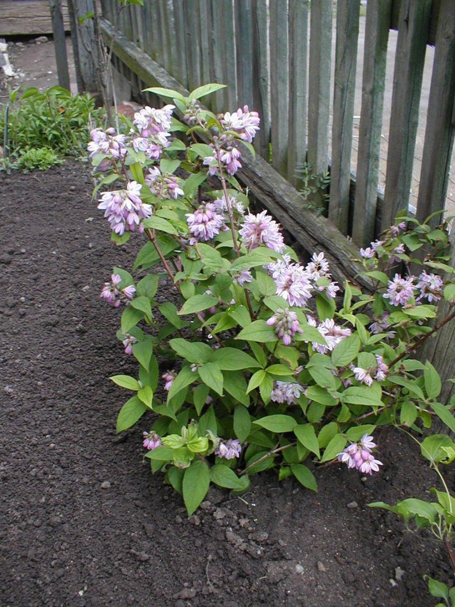 Дейция гибридная Строуберри Филдс