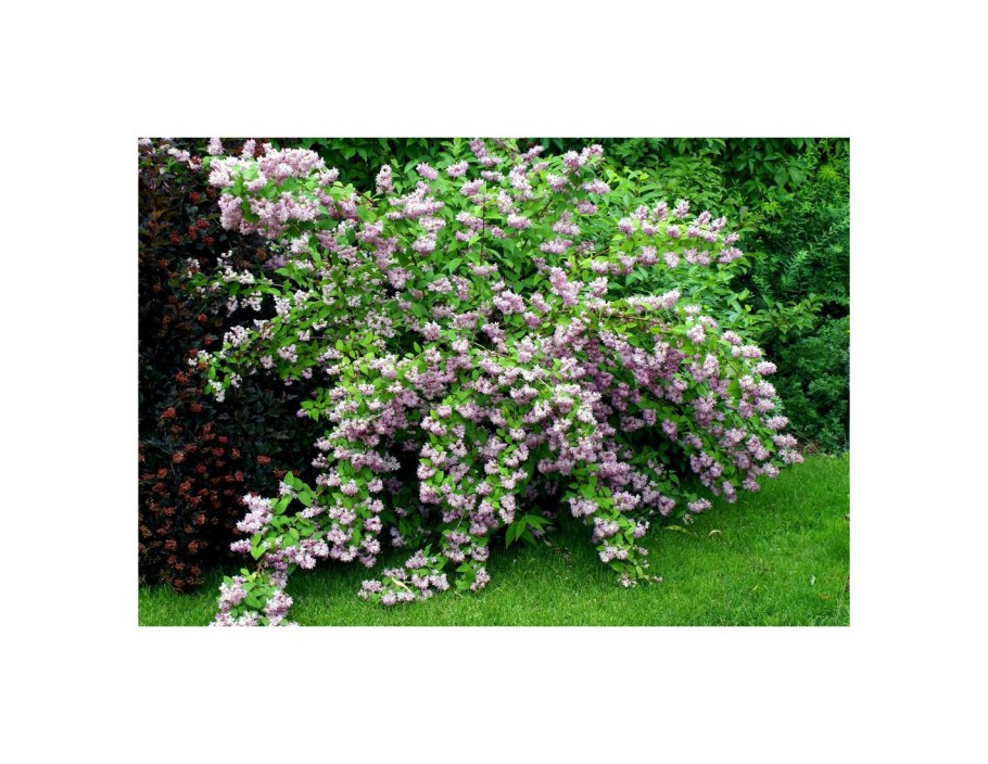 Дейция Стравберри Филдс (Strawberry fields)