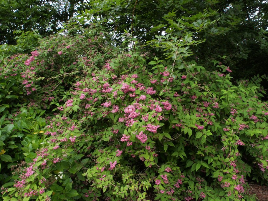 Дейция гибридная Строуберри Филдс