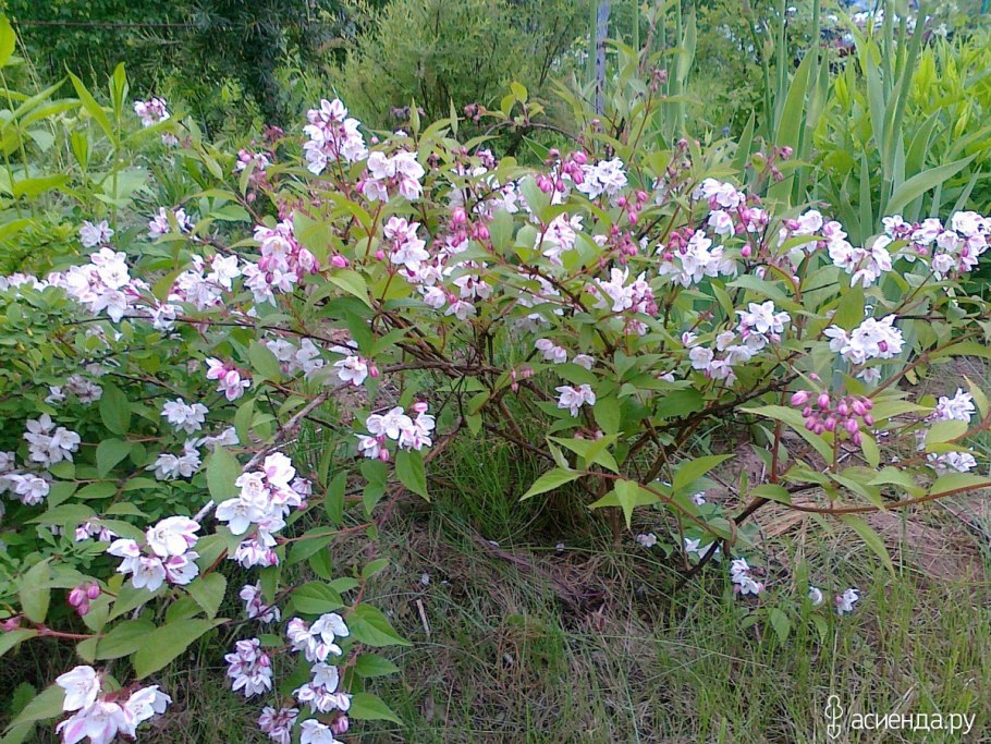 Вейгела дейция