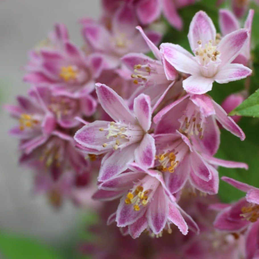 Дейция гибридная Строуберри Филдс