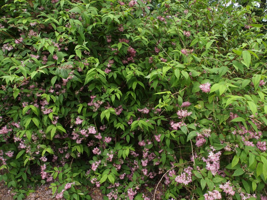 Дейция шершавая Строберри Филдс